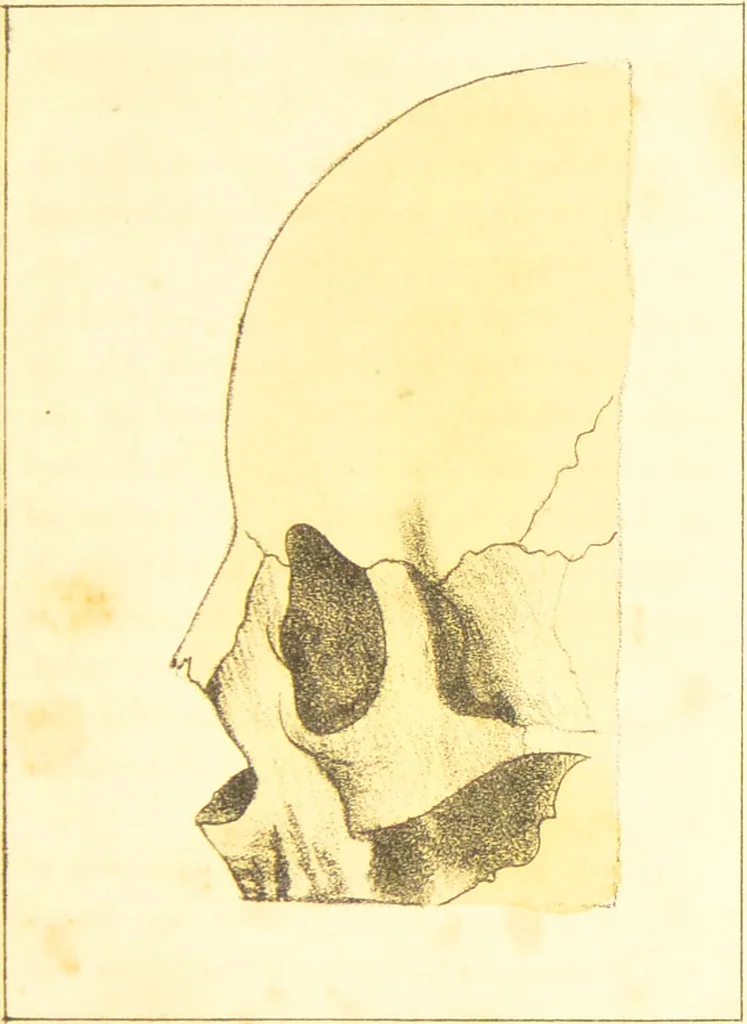 An illustration from A familiar treatise on the five senses : being an account of the conformation and functions of the eye, ear, nose, tongue, and skin ... / by Charles Bell., 1841, leaf 23