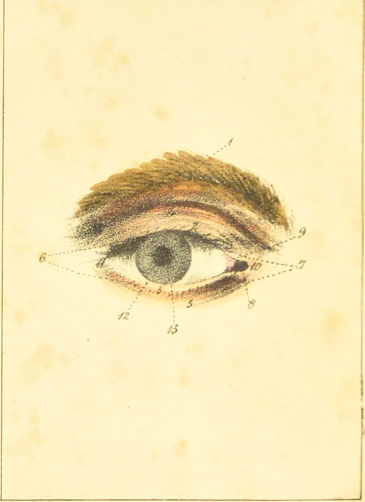 An illustration from A familiar treatise on the five senses : being an account of the conformation and functions of the eye, ear, nose, tongue, and skin ... / by Charles Bell., 1841, leaf 6