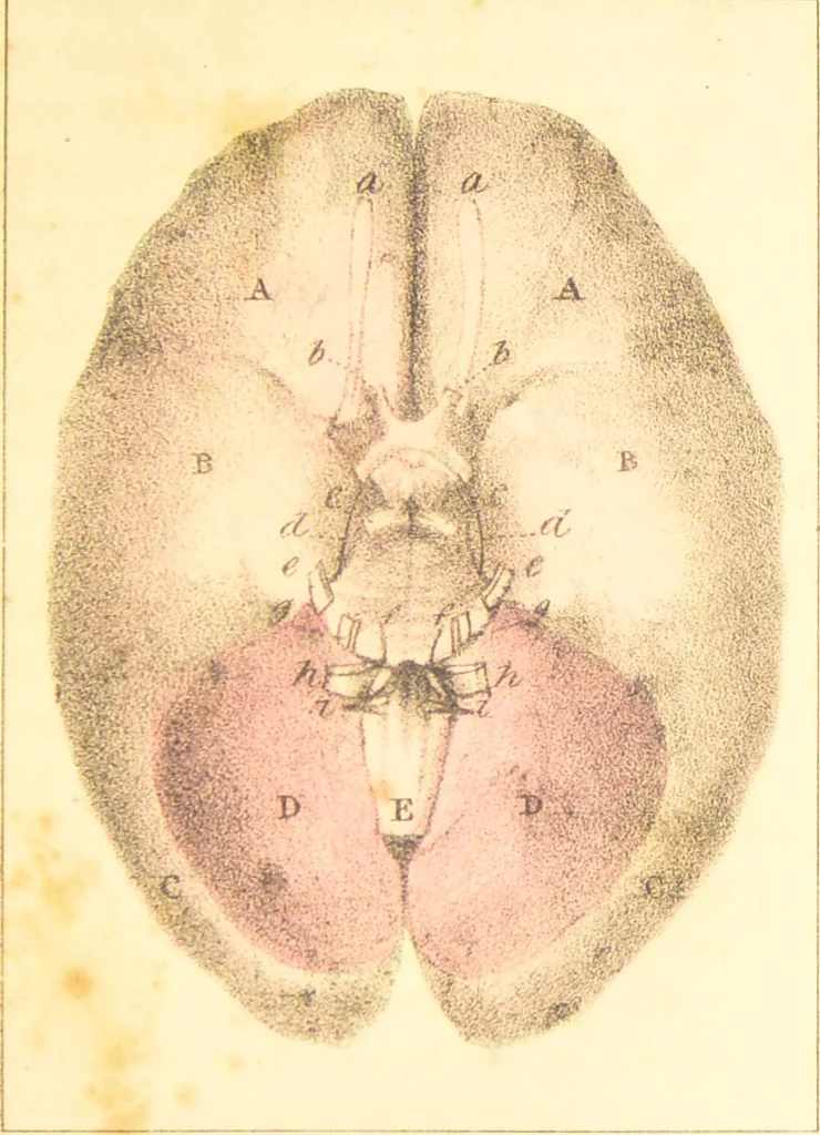 An illustration from A familiar treatise on the five senses : being an account of the conformation and functions of the eye, ear, nose, tongue, and skin ... / by Charles Bell., 1841, leaf 67