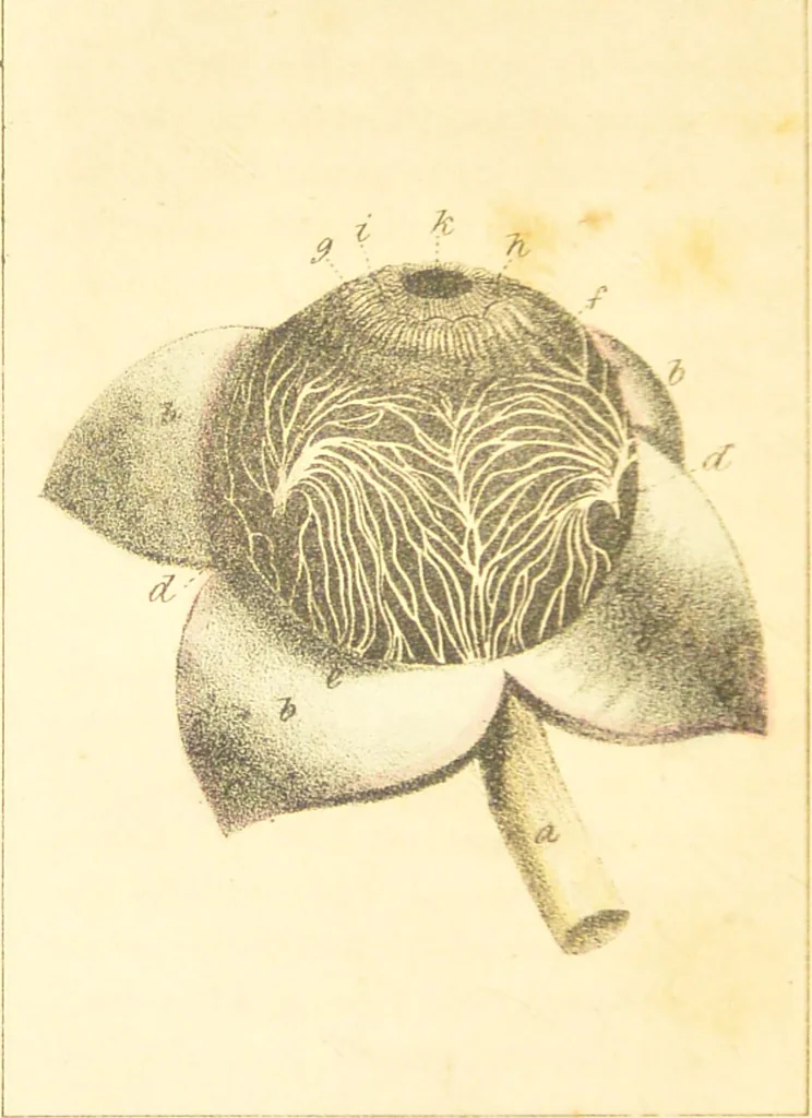 An illustration from A familiar treatise on the five senses : being an account of the conformation and functions of the eye, ear, nose, tongue, and skin ... / by Charles Bell., 1841, leaf 72