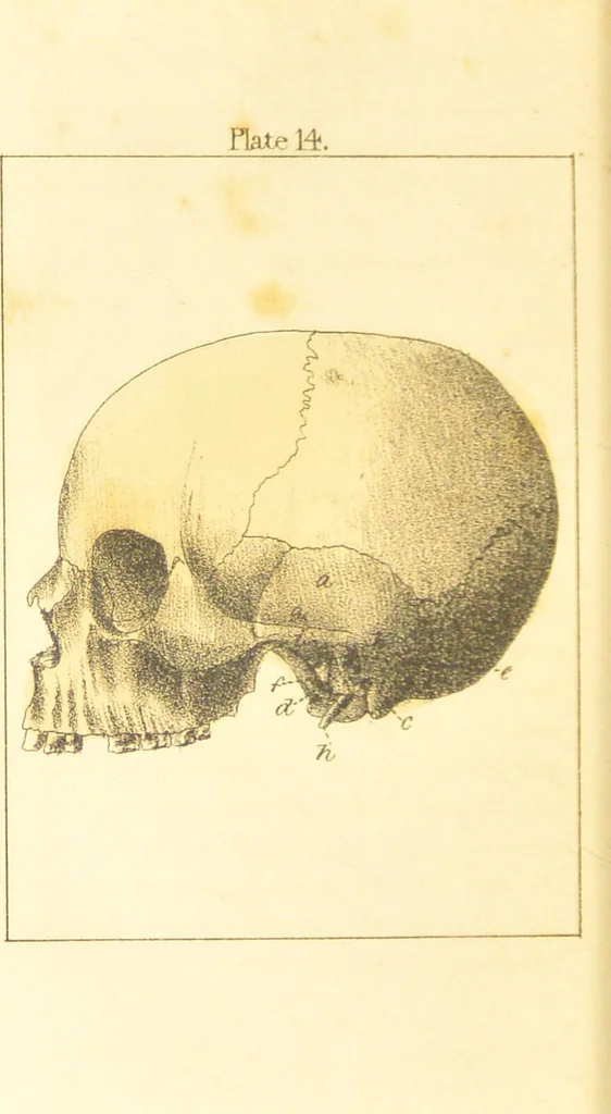 An illustration from A familiar treatise on the five senses : being an account of the conformation and functions of the eye, ear, nose, tongue, and skin ... / by Charles Bell., 1841, leaf 94
