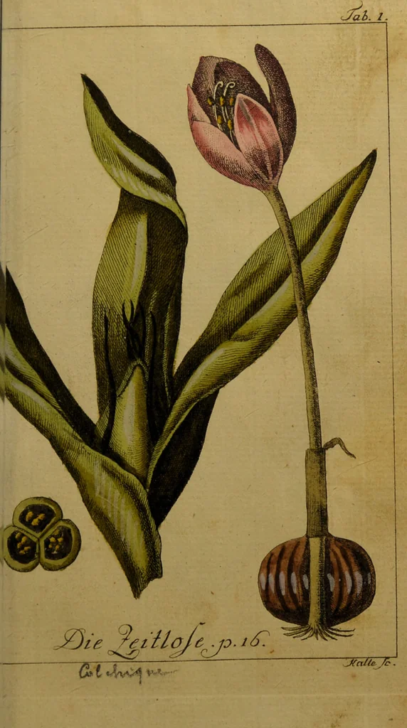 An illustration from Die Deutsche Giftpflanzen, : zur Verhütung der tragischen Vorfälle in den Haushaltungen, nach ihren botanischen Kennzeichen, nebst den Heilungsmitteln / von Johann Samuel Halle., 1784, leaf 135