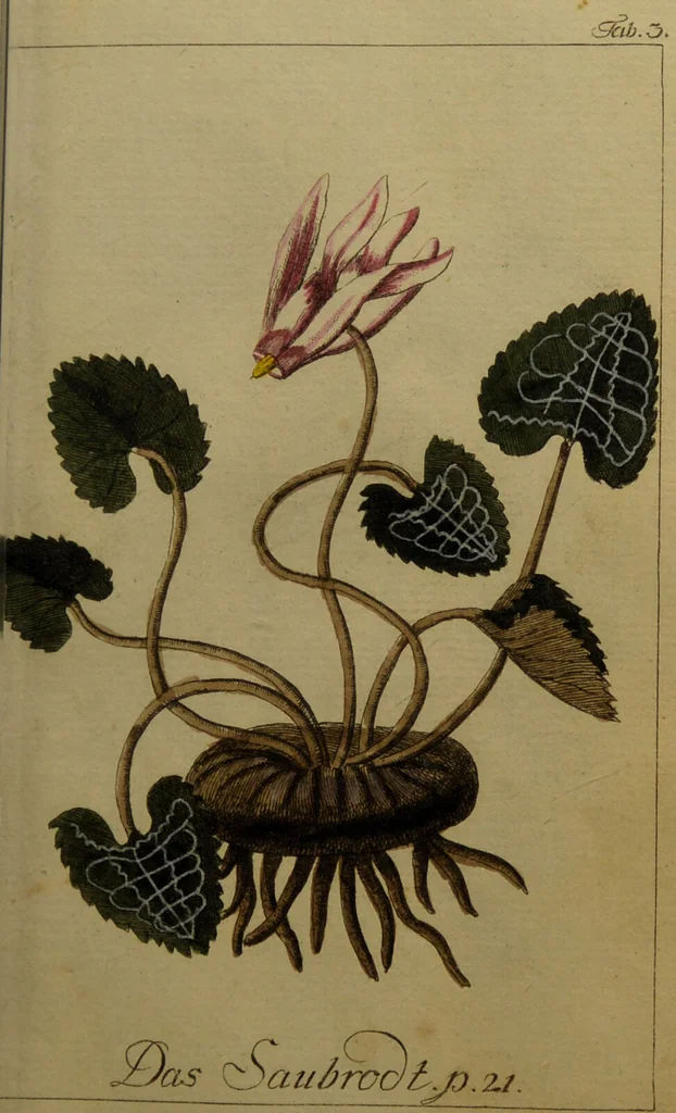 An illustration from Die Deutsche Giftpflanzen, : zur Verhütung der tragischen Vorfälle in den Haushaltungen, nach ihren botanischen Kennzeichen, nebst den Heilungsmitteln / von Johann Samuel Halle., 1784, leaf 139