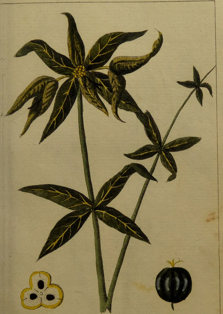 An illustration from Die Deutsche Giftpflanzen, : zur Verhütung der tragischen Vorfälle in den Haushaltungen, nach ihren botanischen Kennzeichen, nebst den Heilungsmitteln / von Johann Samuel Halle., 1784, leaf 147