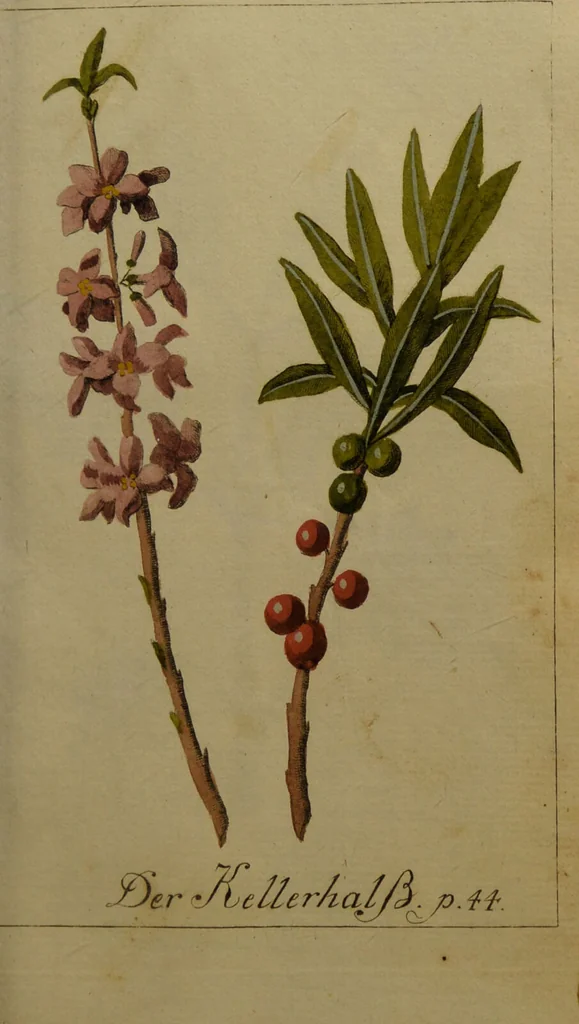 An illustration from Die Deutsche Giftpflanzen, : zur Verhütung der tragischen Vorfälle in den Haushaltungen, nach ihren botanischen Kennzeichen, nebst den Heilungsmitteln / von Johann Samuel Halle., 1784, leaf 149