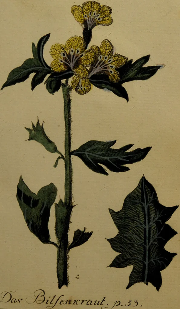 An illustration from Die Deutsche Giftpflanzen, : zur Verhütung der tragischen Vorfälle in den Haushaltungen, nach ihren botanischen Kennzeichen, nebst den Heilungsmitteln / von Johann Samuel Halle., 1784, leaf 153