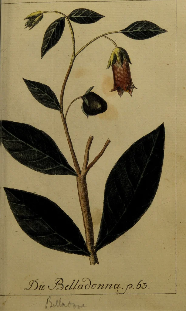 An illustration from Die Deutsche Giftpflanzen, : zur Verhütung der tragischen Vorfälle in den Haushaltungen, nach ihren botanischen Kennzeichen, nebst den Heilungsmitteln / von Johann Samuel Halle., 1784, leaf 155
