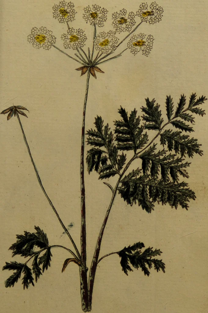 An illustration from Die Deutsche Giftpflanzen, : zur Verhütung der tragischen Vorfälle in den Haushaltungen, nach ihren botanischen Kennzeichen, nebst den Heilungsmitteln / von Johann Samuel Halle., 1784, leaf 157