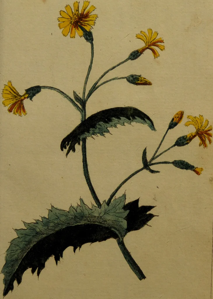 An illustration from Die Deutsche Giftpflanzen, : zur Verhütung der tragischen Vorfälle in den Haushaltungen, nach ihren botanischen Kennzeichen, nebst den Heilungsmitteln / von Johann Samuel Halle., 1784, leaf 165