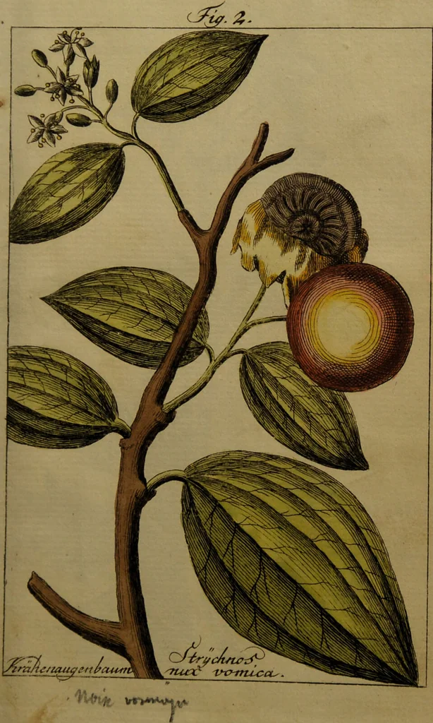 An illustration from Die Deutsche Giftpflanzen, : zur Verhütung der tragischen Vorfälle in den Haushaltungen, nach ihren botanischen Kennzeichen, nebst den Heilungsmitteln / von Johann Samuel Halle., 1784, leaf 297