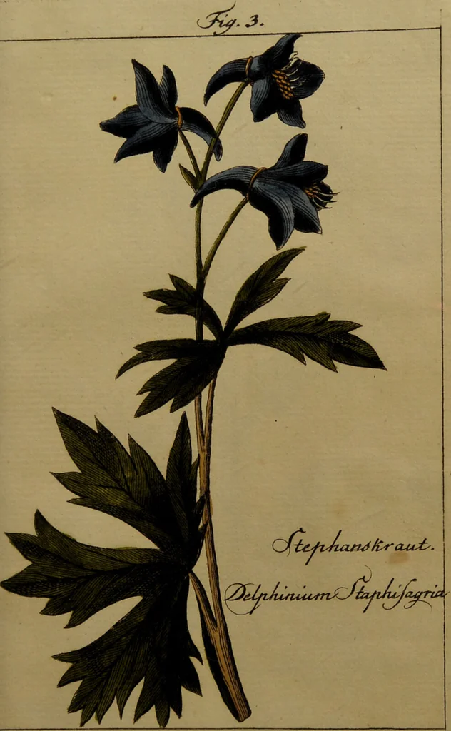 An illustration from Die Deutsche Giftpflanzen, : zur Verhütung der tragischen Vorfälle in den Haushaltungen, nach ihren botanischen Kennzeichen, nebst den Heilungsmitteln / von Johann Samuel Halle., 1784, leaf 299