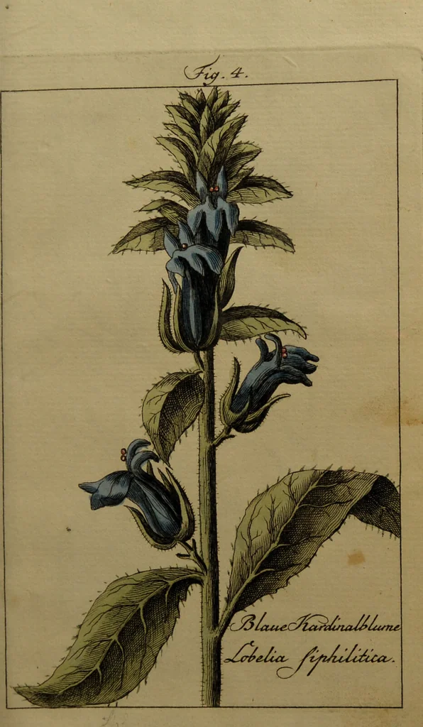 An illustration from Die Deutsche Giftpflanzen, : zur Verhütung der tragischen Vorfälle in den Haushaltungen, nach ihren botanischen Kennzeichen, nebst den Heilungsmitteln / von Johann Samuel Halle., 1784, leaf 301
