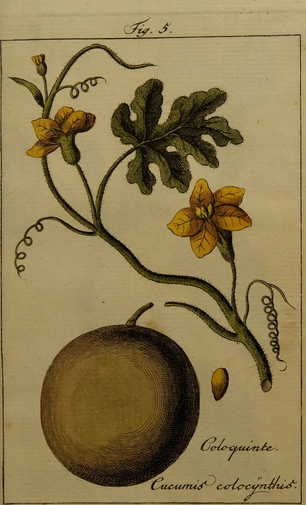 An illustration from Die Deutsche Giftpflanzen, : zur Verhütung der tragischen Vorfälle in den Haushaltungen, nach ihren botanischen Kennzeichen, nebst den Heilungsmitteln / von Johann Samuel Halle., 1784, leaf 303