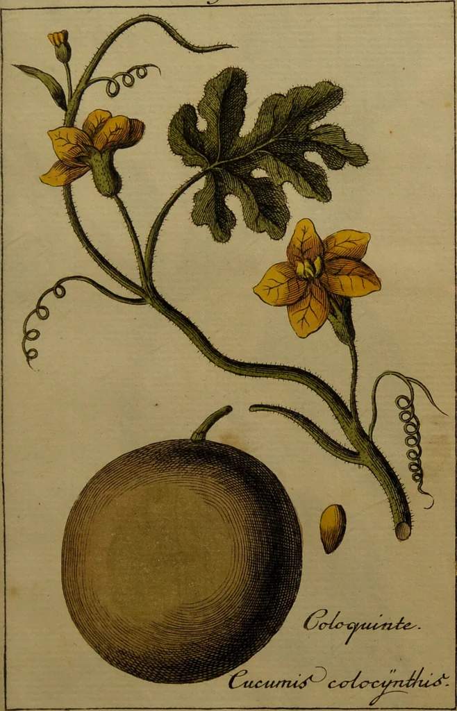 An illustration from Die Deutsche Giftpflanzen, : zur Verhütung der tragischen Vorfälle in den Haushaltungen, nach ihren botanischen Kennzeichen, nebst den Heilungsmitteln / von Johann Samuel Halle., 1784, leaf 303