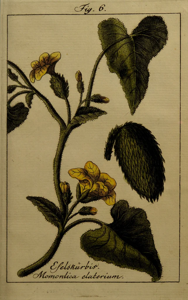 An illustration from Die Deutsche Giftpflanzen, : zur Verhütung der tragischen Vorfälle in den Haushaltungen, nach ihren botanischen Kennzeichen, nebst den Heilungsmitteln / von Johann Samuel Halle., 1784, leaf 305