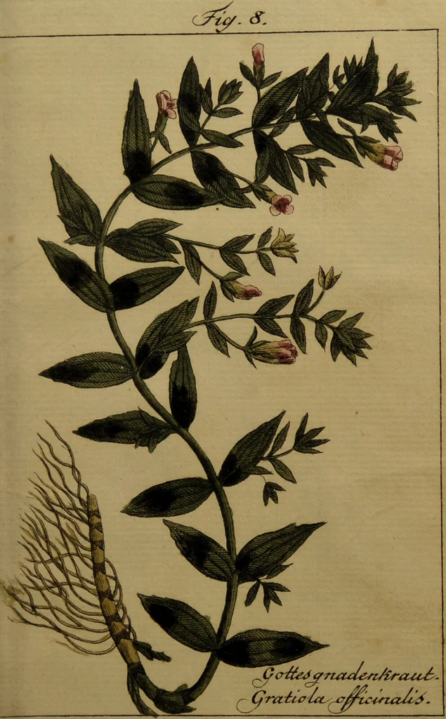An illustration from Die Deutsche Giftpflanzen, : zur Verhütung der tragischen Vorfälle in den Haushaltungen, nach ihren botanischen Kennzeichen, nebst den Heilungsmitteln / von Johann Samuel Halle., 1784, leaf 309