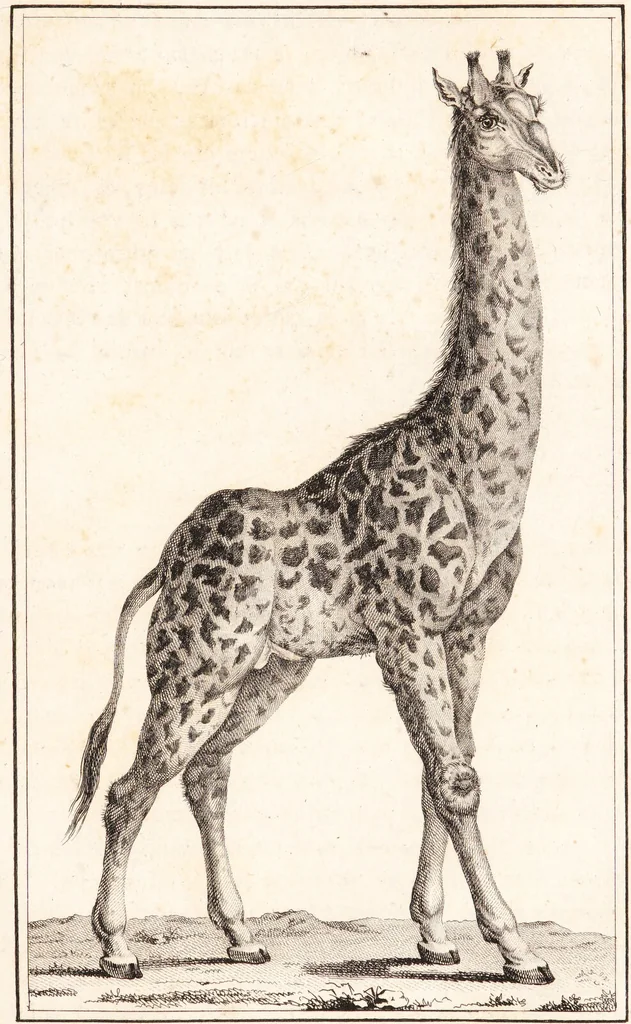 An illustration from Voyage de M. le Vaillant dans l'intérieur de l'Afrique par le Cap de Bonne Espérance, dans les années 1780 ... [-]85 / [François Le Vaillant]., 1790, leaf 437