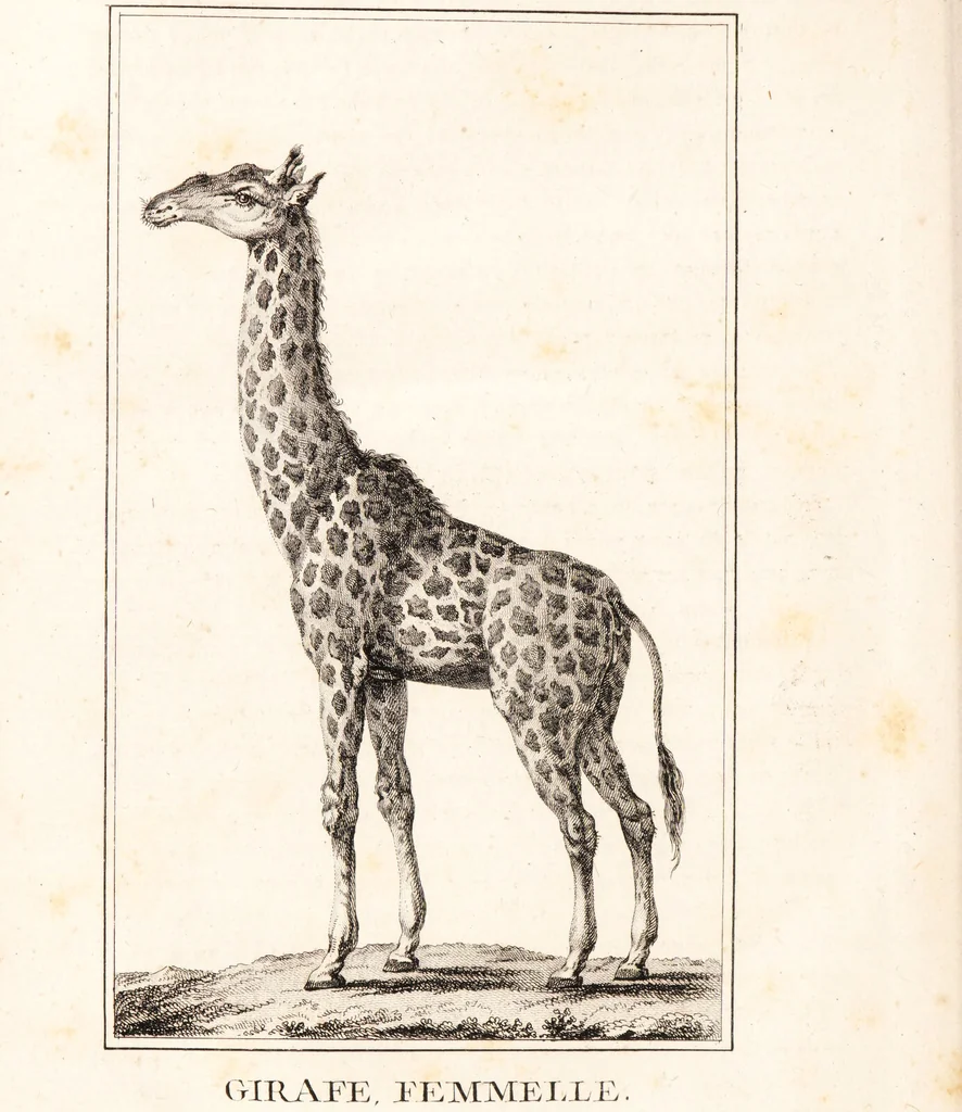 An illustration from Voyage de M. le Vaillant dans l'intérieur de l'Afrique par le Cap de Bonne Espérance, dans les années 1780 ... [-]85 / [François Le Vaillant]., 1790, leaf 440