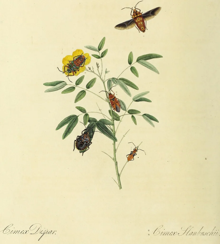 An illustration from An epitome of the natural history of the insects of China. Comprising figures and descriptions of upwards of one hundred new, singular, and beautiful species; together with some that are of importance in medicine, domestic economy, &c. The figures are accurately drawn, engraved and coloured, from specimens of the insects; the descriptions are arranged according to the system of Linnæus; with references to the writings of Fabricius, and other systematic authors / By E. Donovan., 1798, leaf 100