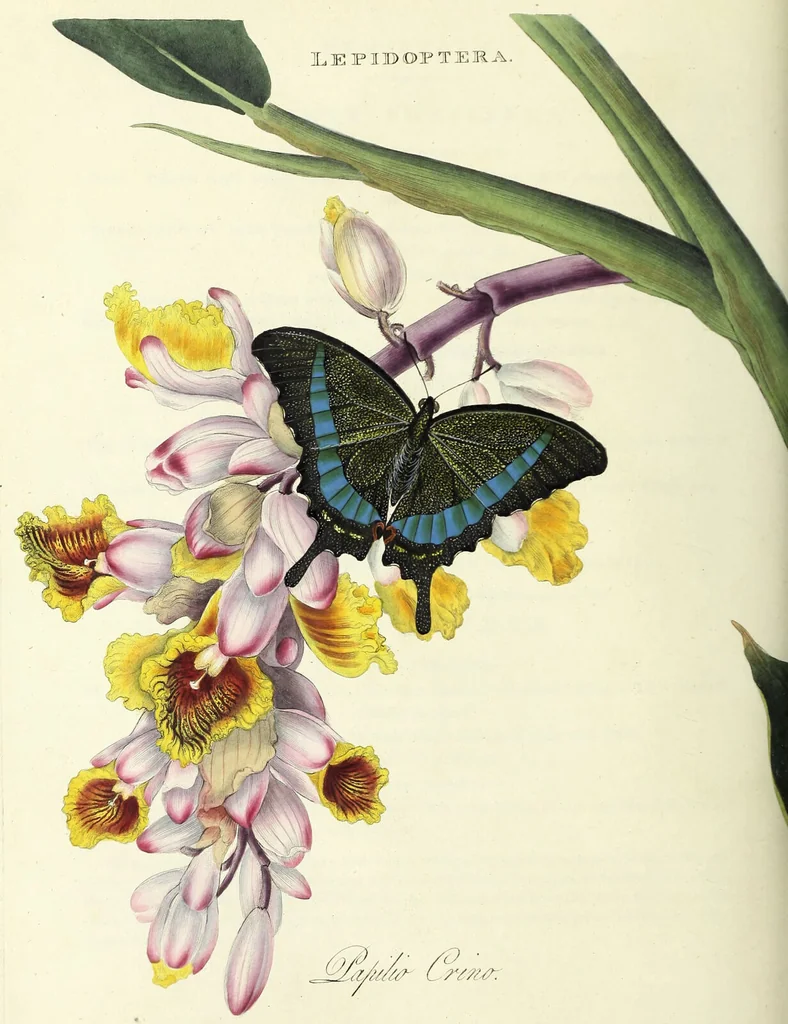 An illustration from An epitome of the natural history of the insects of China. Comprising figures and descriptions of upwards of one hundred new, singular, and beautiful species; together with some that are of importance in medicine, domestic economy, &c. The figures are accurately drawn, engraved and coloured, from specimens of the insects; the descriptions are arranged according to the system of Linnæus; with references to the writings of Fabricius, and other systematic authors / By E. Donovan., 1798, leaf 108