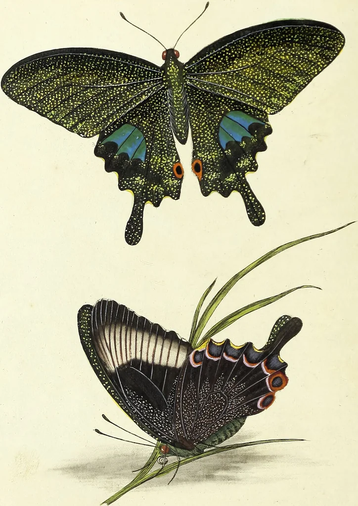 An illustration from An epitome of the natural history of the insects of China. Comprising figures and descriptions of upwards of one hundred new, singular, and beautiful species; together with some that are of importance in medicine, domestic economy, &c. The figures are accurately drawn, engraved and coloured, from specimens of the insects; the descriptions are arranged according to the system of Linnæus; with references to the writings of Fabricius, and other systematic authors / By E. Donovan., 1798, leaf 110