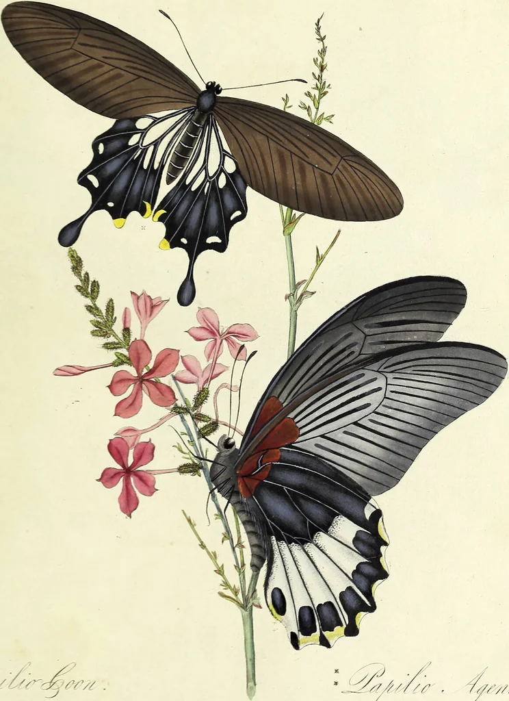 An illustration from An epitome of the natural history of the insects of China. Comprising figures and descriptions of upwards of one hundred new, singular, and beautiful species; together with some that are of importance in medicine, domestic economy, &c. The figures are accurately drawn, engraved and coloured, from specimens of the insects; the descriptions are arranged according to the system of Linnæus; with references to the writings of Fabricius, and other systematic authors / By E. Donovan., 1798, leaf 113