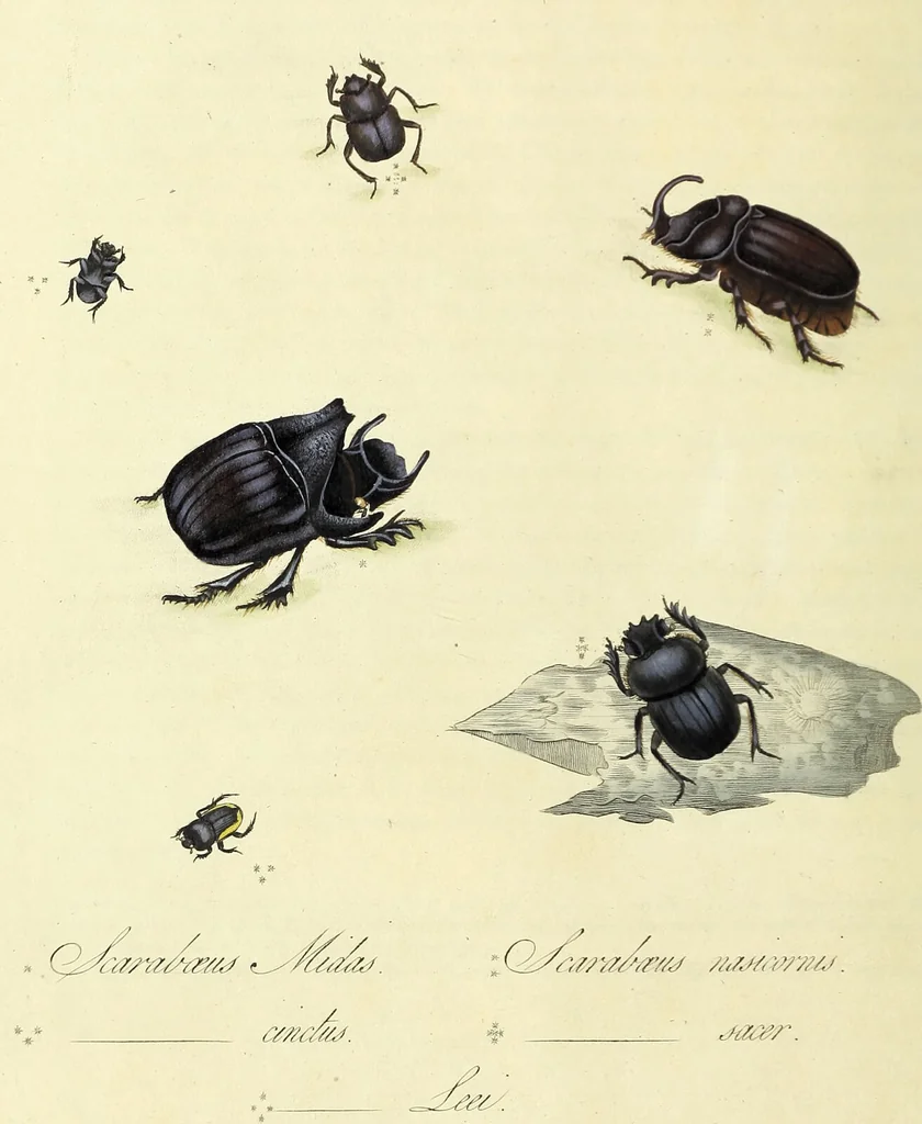 An illustration from An epitome of the natural history of the insects of China. Comprising figures and descriptions of upwards of one hundred new, singular, and beautiful species; together with some that are of importance in medicine, domestic economy, &c. The figures are accurately drawn, engraved and coloured, from specimens of the insects; the descriptions are arranged according to the system of Linnæus; with references to the writings of Fabricius, and other systematic authors / By E. Donovan., 1798, leaf 12