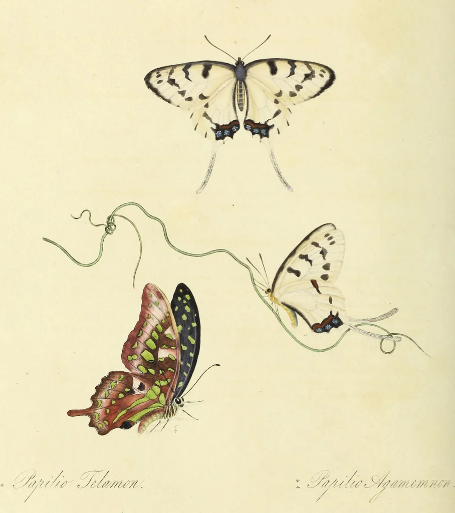 An illustration from An epitome of the natural history of the insects of China. Comprising figures and descriptions of upwards of one hundred new, singular, and beautiful species; together with some that are of importance in medicine, domestic economy, &c. The figures are accurately drawn, engraved and coloured, from specimens of the insects; the descriptions are arranged according to the system of Linnæus; with references to the writings of Fabricius, and other systematic authors / By E. Donovan., 1798, leaf 124