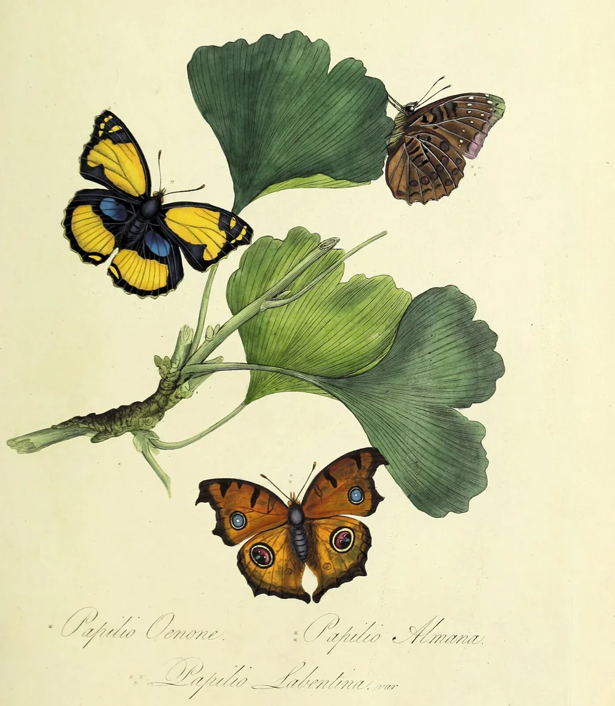 An illustration from An epitome of the natural history of the insects of China. Comprising figures and descriptions of upwards of one hundred new, singular, and beautiful species; together with some that are of importance in medicine, domestic economy, &c. The figures are accurately drawn, engraved and coloured, from specimens of the insects; the descriptions are arranged according to the system of Linnæus; with references to the writings of Fabricius, and other systematic authors / By E. Donovan., 1798, leaf 131