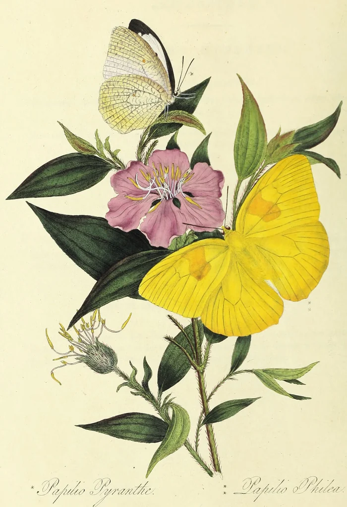An illustration from An epitome of the natural history of the insects of China. Comprising figures and descriptions of upwards of one hundred new, singular, and beautiful species; together with some that are of importance in medicine, domestic economy, &c. The figures are accurately drawn, engraved and coloured, from specimens of the insects; the descriptions are arranged according to the system of Linnæus; with references to the writings of Fabricius, and other systematic authors / By E. Donovan., 1798, leaf 138
