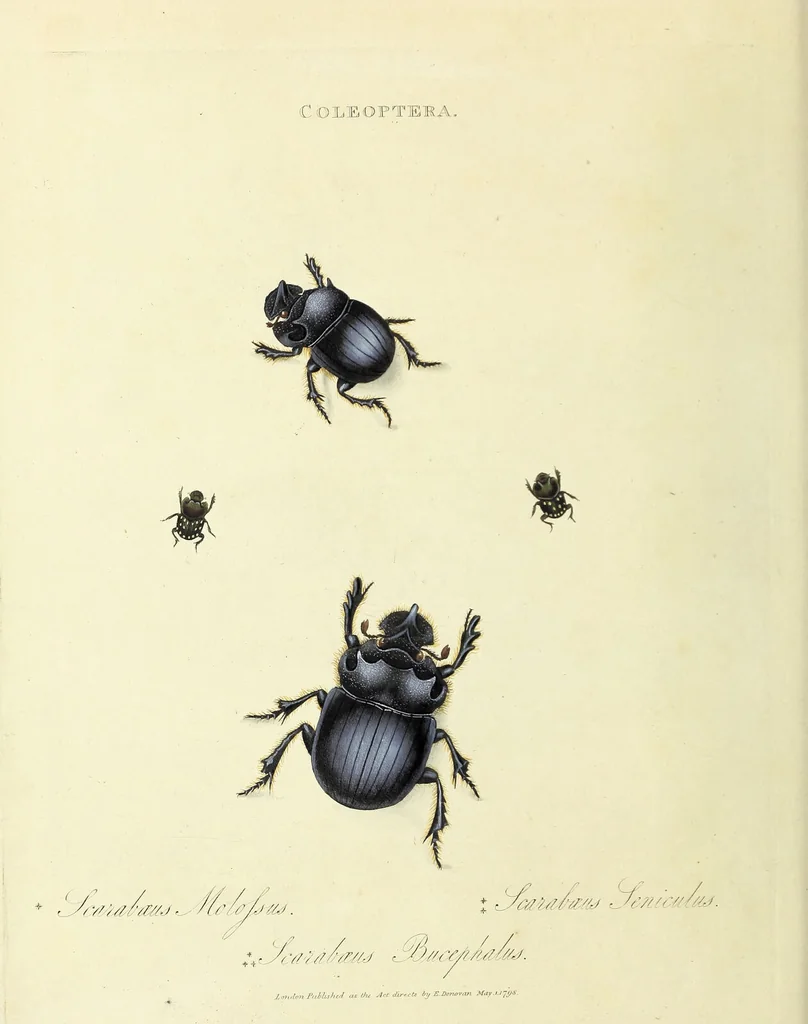 An illustration from An epitome of the natural history of the insects of China. Comprising figures and descriptions of upwards of one hundred new, singular, and beautiful species; together with some that are of importance in medicine, domestic economy, &c. The figures are accurately drawn, engraved and coloured, from specimens of the insects; the descriptions are arranged according to the system of Linnæus; with references to the writings of Fabricius, and other systematic authors / By E. Donovan., 1798, leaf 14