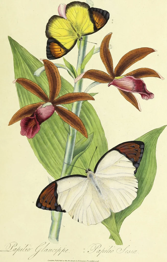 An illustration from An epitome of the natural history of the insects of China. Comprising figures and descriptions of upwards of one hundred new, singular, and beautiful species; together with some that are of importance in medicine, domestic economy, &c. The figures are accurately drawn, engraved and coloured, from specimens of the insects; the descriptions are arranged according to the system of Linnæus; with references to the writings of Fabricius, and other systematic authors / By E. Donovan., 1798, leaf 141
