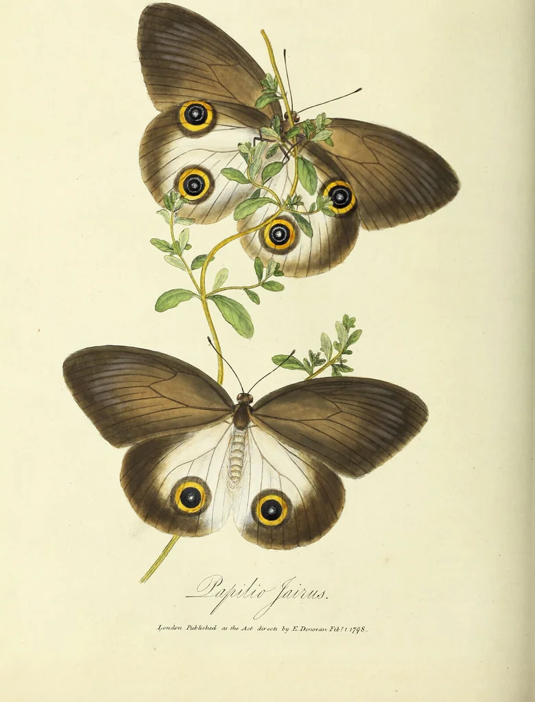 An illustration from An epitome of the natural history of the insects of China. Comprising figures and descriptions of upwards of one hundred new, singular, and beautiful species; together with some that are of importance in medicine, domestic economy, &c. The figures are accurately drawn, engraved and coloured, from specimens of the insects; the descriptions are arranged according to the system of Linnæus; with references to the writings of Fabricius, and other systematic authors / By E. Donovan., 1798, leaf 144