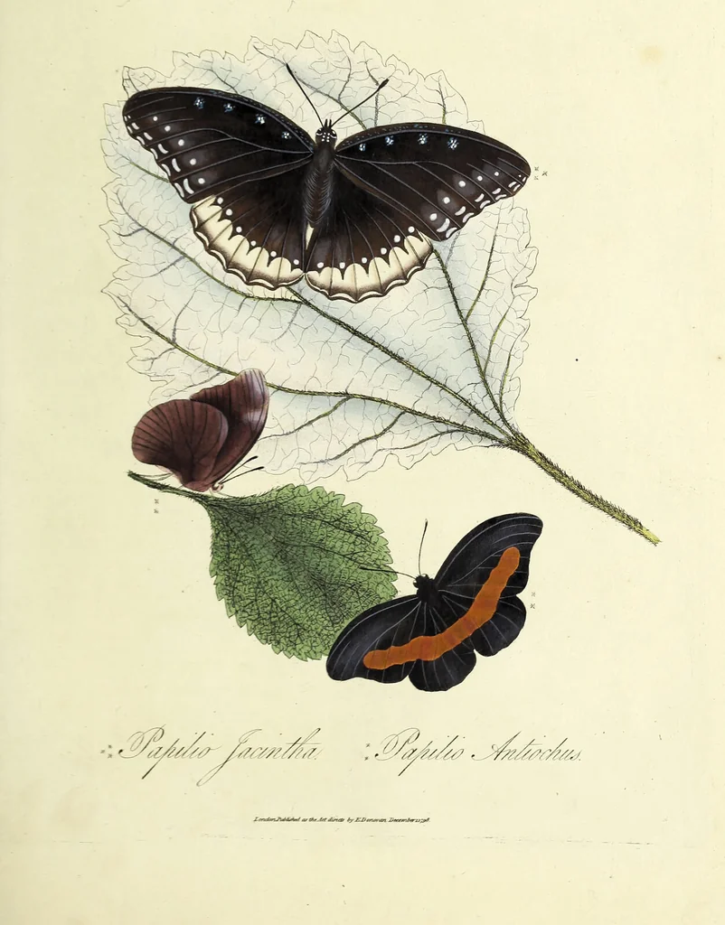An illustration from An epitome of the natural history of the insects of China. Comprising figures and descriptions of upwards of one hundred new, singular, and beautiful species; together with some that are of importance in medicine, domestic economy, &c. The figures are accurately drawn, engraved and coloured, from specimens of the insects; the descriptions are arranged according to the system of Linnæus; with references to the writings of Fabricius, and other systematic authors / By E. Donovan., 1798, leaf 147