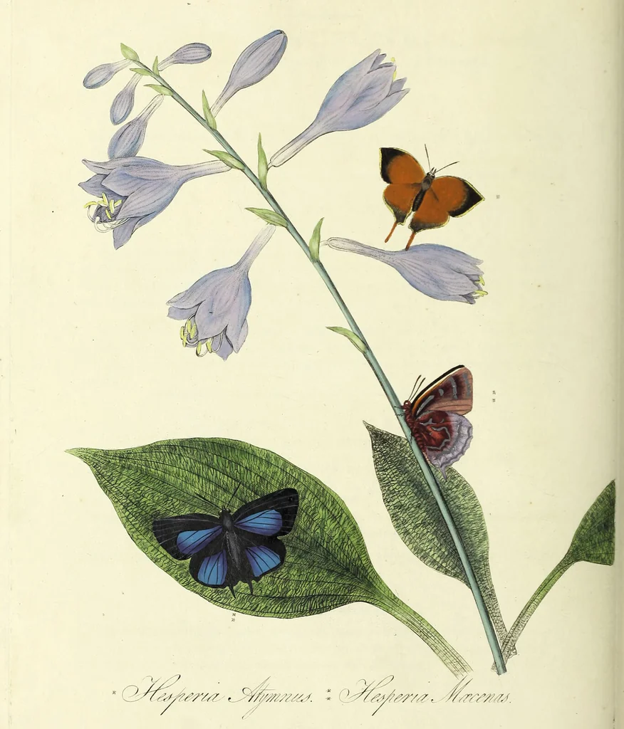 An illustration from An epitome of the natural history of the insects of China. Comprising figures and descriptions of upwards of one hundred new, singular, and beautiful species; together with some that are of importance in medicine, domestic economy, &c. The figures are accurately drawn, engraved and coloured, from specimens of the insects; the descriptions are arranged according to the system of Linnæus; with references to the writings of Fabricius, and other systematic authors / By E. Donovan., 1798, leaf 160