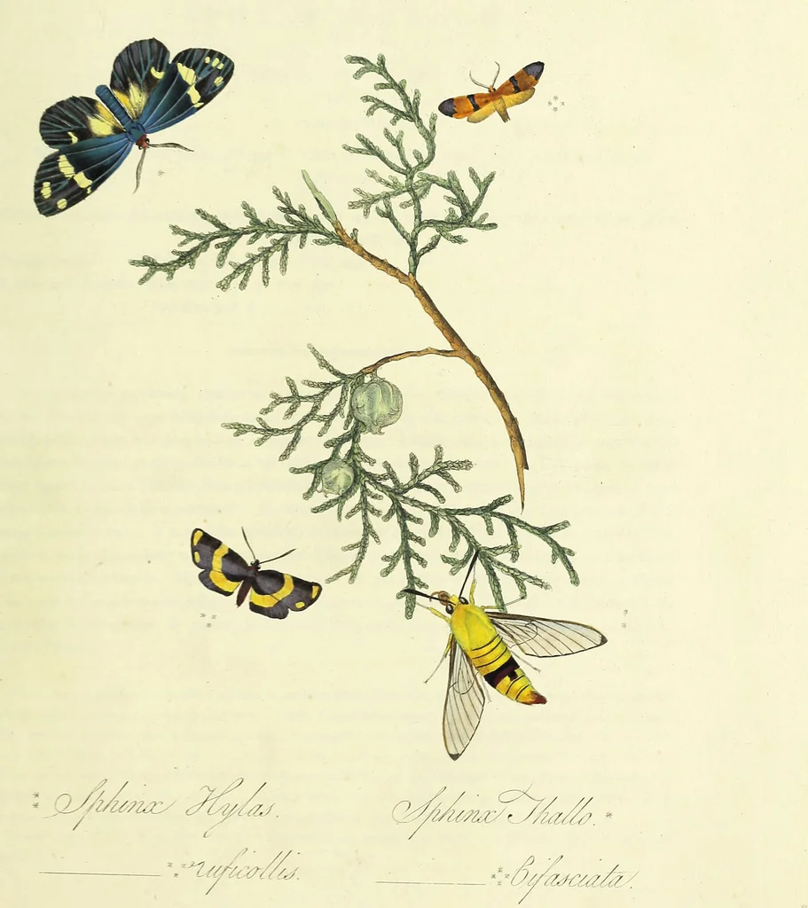 An illustration from An epitome of the natural history of the insects of China. Comprising figures and descriptions of upwards of one hundred new, singular, and beautiful species; together with some that are of importance in medicine, domestic economy, &c. The figures are accurately drawn, engraved and coloured, from specimens of the insects; the descriptions are arranged according to the system of Linnæus; with references to the writings of Fabricius, and other systematic authors / By E. Donovan., 1798, leaf 167