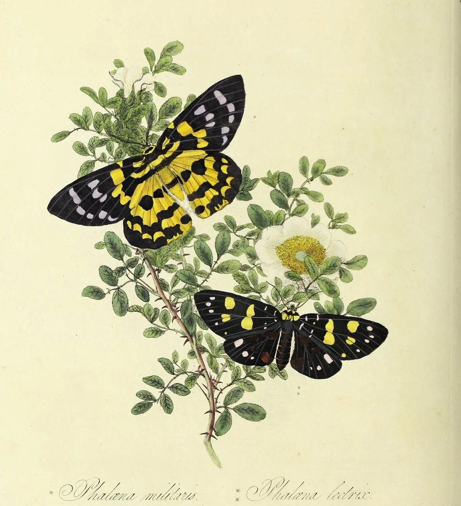 An illustration from An epitome of the natural history of the insects of China. Comprising figures and descriptions of upwards of one hundred new, singular, and beautiful species; together with some that are of importance in medicine, domestic economy, &c. The figures are accurately drawn, engraved and coloured, from specimens of the insects; the descriptions are arranged according to the system of Linnæus; with references to the writings of Fabricius, and other systematic authors / By E. Donovan., 1798, leaf 180