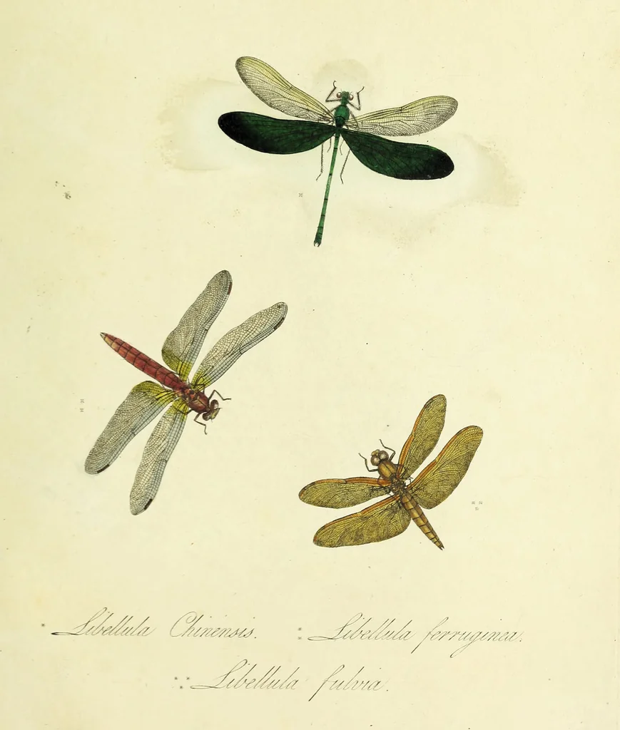 An illustration from An epitome of the natural history of the insects of China. Comprising figures and descriptions of upwards of one hundred new, singular, and beautiful species; together with some that are of importance in medicine, domestic economy, &c. The figures are accurately drawn, engraved and coloured, from specimens of the insects; the descriptions are arranged according to the system of Linnæus; with references to the writings of Fabricius, and other systematic authors / By E. Donovan., 1798, leaf 187