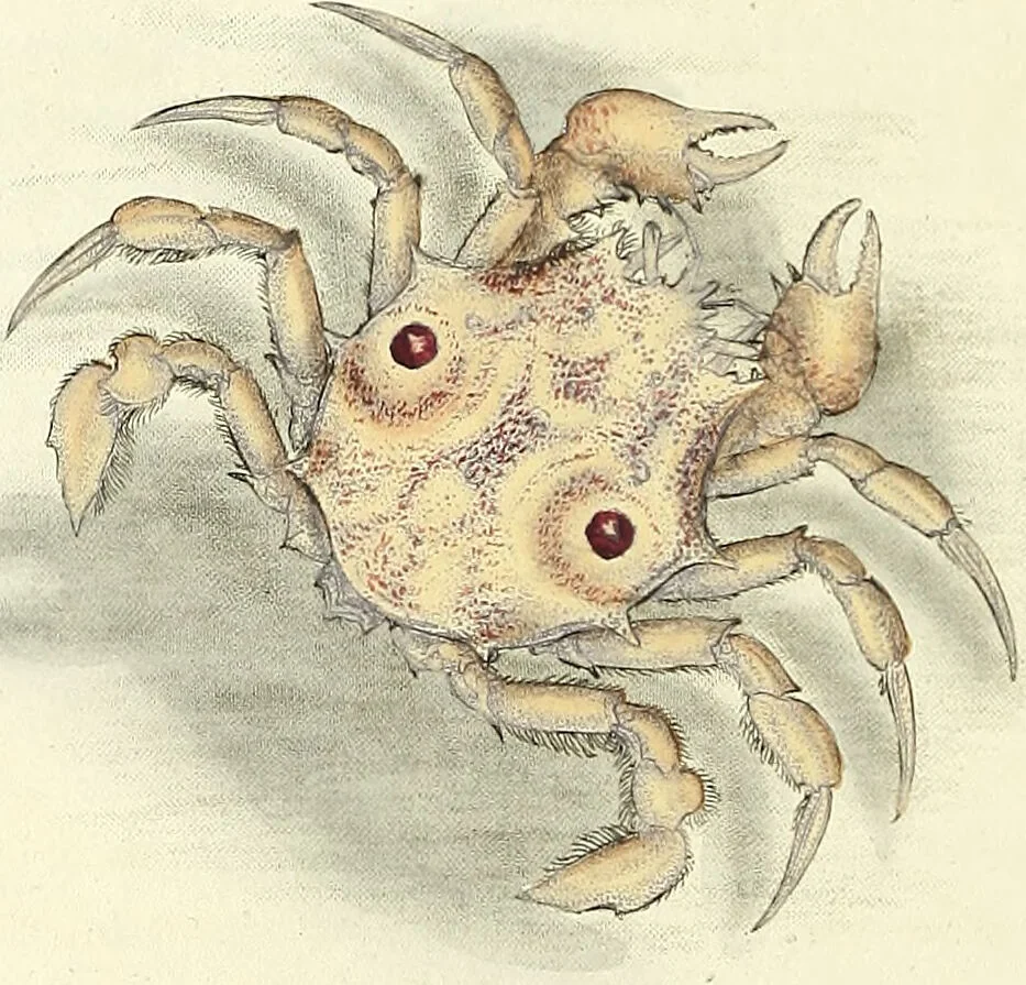 An illustration from An epitome of the natural history of the insects of China. Comprising figures and descriptions of upwards of one hundred new, singular, and beautiful species; together with some that are of importance in medicine, domestic economy, &c. The figures are accurately drawn, engraved and coloured, from specimens of the insects; the descriptions are arranged according to the system of Linnæus; with references to the writings of Fabricius, and other systematic authors / By E. Donovan., 1798, leaf 194