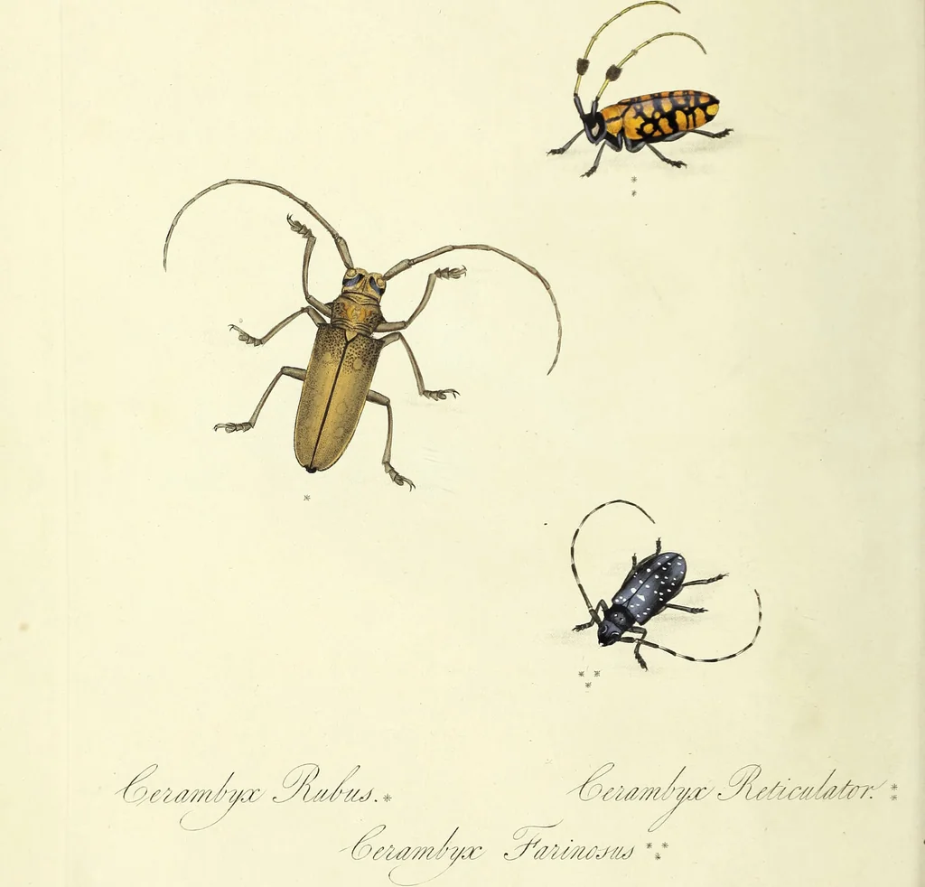 An illustration from An epitome of the natural history of the insects of China. Comprising figures and descriptions of upwards of one hundred new, singular, and beautiful species; together with some that are of importance in medicine, domestic economy, &c. The figures are accurately drawn, engraved and coloured, from specimens of the insects; the descriptions are arranged according to the system of Linnæus; with references to the writings of Fabricius, and other systematic authors / By E. Donovan., 1798, leaf 32