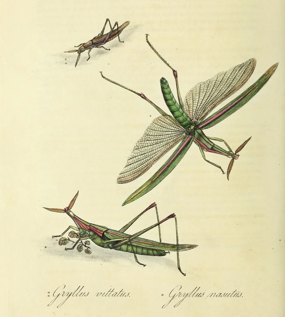 An illustration from An epitome of the natural history of the insects of China. Comprising figures and descriptions of upwards of one hundred new, singular, and beautiful species; together with some that are of importance in medicine, domestic economy, &c. The figures are accurately drawn, engraved and coloured, from specimens of the insects; the descriptions are arranged according to the system of Linnæus; with references to the writings of Fabricius, and other systematic authors / By E. Donovan., 1798, leaf 54