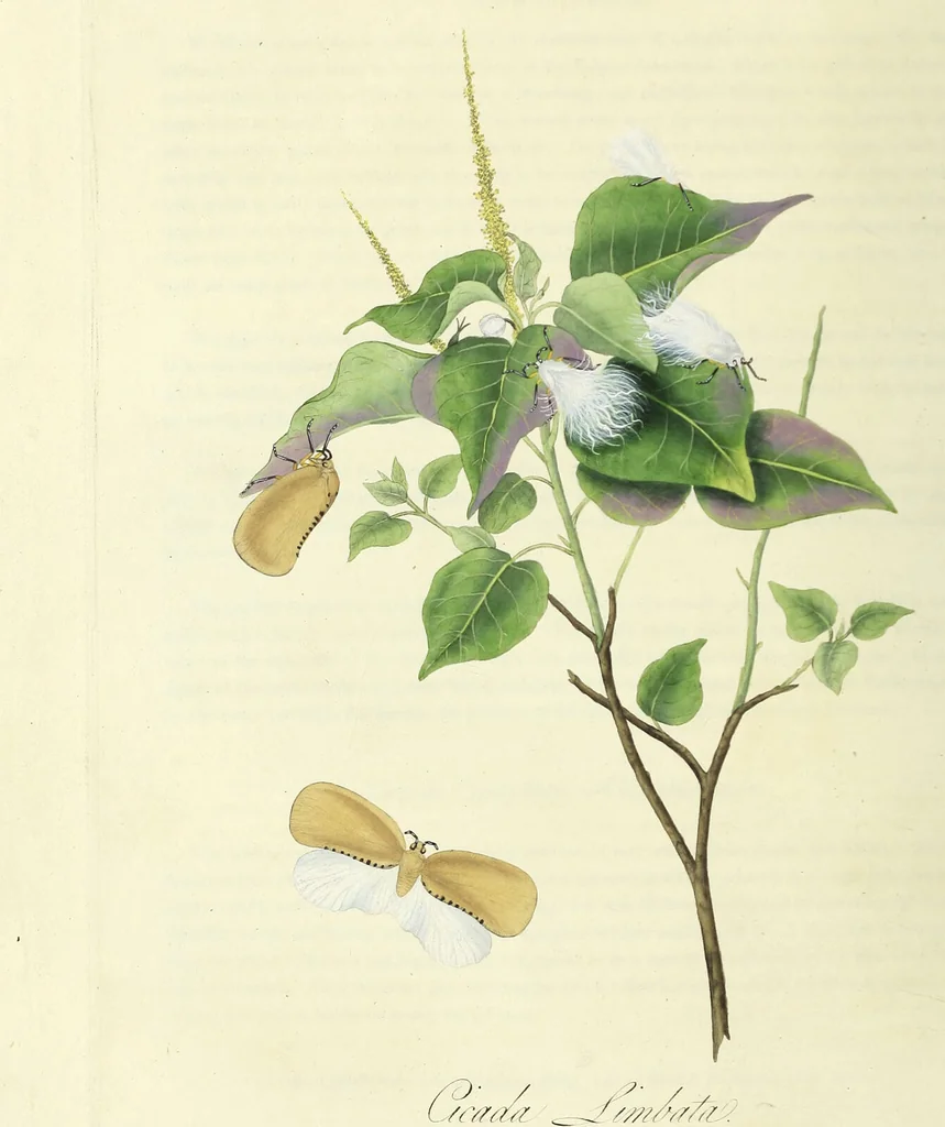 An illustration from An epitome of the natural history of the insects of China. Comprising figures and descriptions of upwards of one hundred new, singular, and beautiful species; together with some that are of importance in medicine, domestic economy, &c. The figures are accurately drawn, engraved and coloured, from specimens of the insects; the descriptions are arranged according to the system of Linnæus; with references to the writings of Fabricius, and other systematic authors / By E. Donovan., 1798, leaf 86