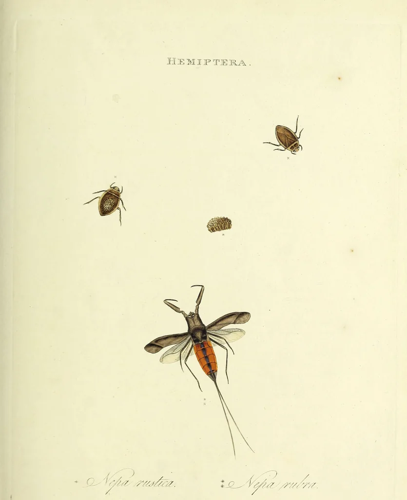 An illustration from An epitome of the natural history of the insects of China. Comprising figures and descriptions of upwards of one hundred new, singular, and beautiful species; together with some that are of importance in medicine, domestic economy, &c. The figures are accurately drawn, engraved and coloured, from specimens of the insects; the descriptions are arranged according to the system of Linnæus; with references to the writings of Fabricius, and other systematic authors / By E. Donovan., 1798, leaf 97
