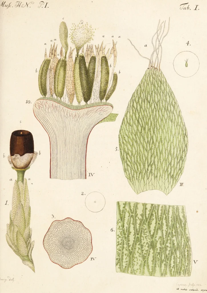 An illustration from Fundamentum historiae naturalis muscorum frondosorum concernens eorum flores, fructus, seminalem propagationem adjecta generum dispositione methodica. Iconibus illustratis / [Johann Hedwig]., 1782, leaf 141