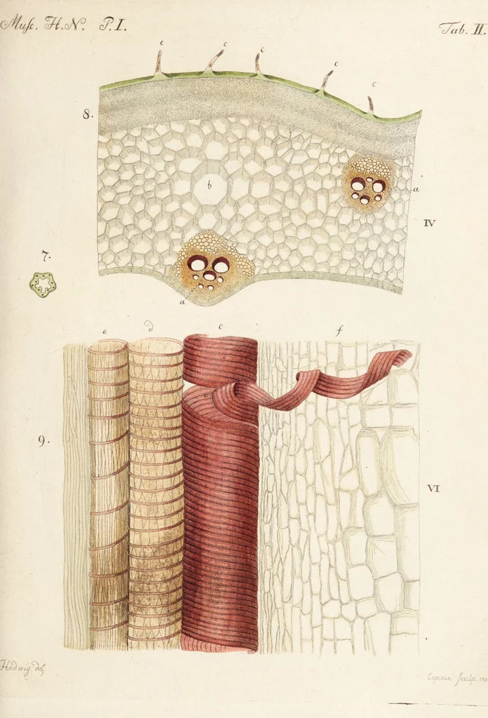 An illustration from Fundamentum historiae naturalis muscorum frondosorum concernens eorum flores, fructus, seminalem propagationem adjecta generum dispositione methodica. Iconibus illustratis / [Johann Hedwig]., 1782, leaf 143