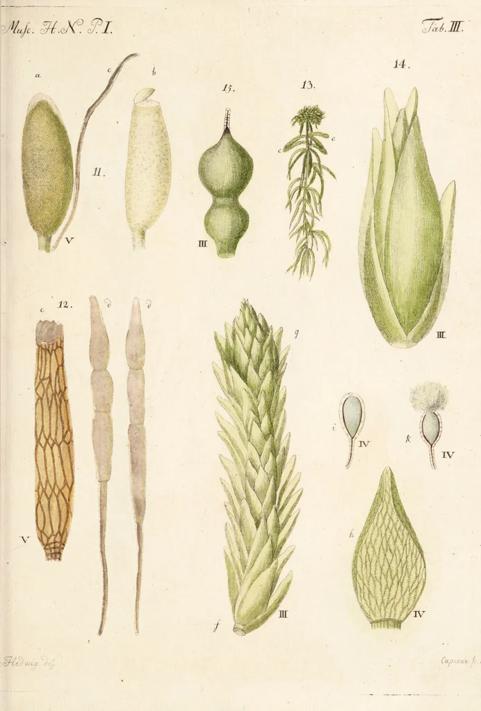 An illustration from Fundamentum historiae naturalis muscorum frondosorum concernens eorum flores, fructus, seminalem propagationem adjecta generum dispositione methodica. Iconibus illustratis / [Johann Hedwig]., 1782, leaf 145