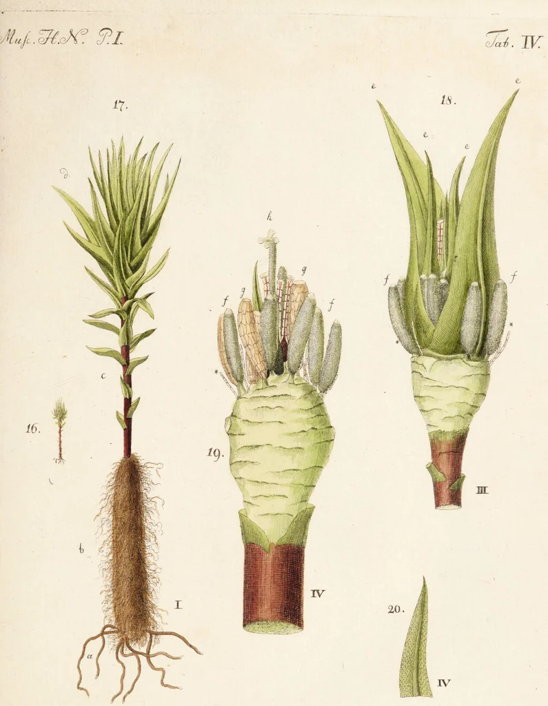 An illustration from Fundamentum historiae naturalis muscorum frondosorum concernens eorum flores, fructus, seminalem propagationem adjecta generum dispositione methodica. Iconibus illustratis / [Johann Hedwig]., 1782, leaf 147