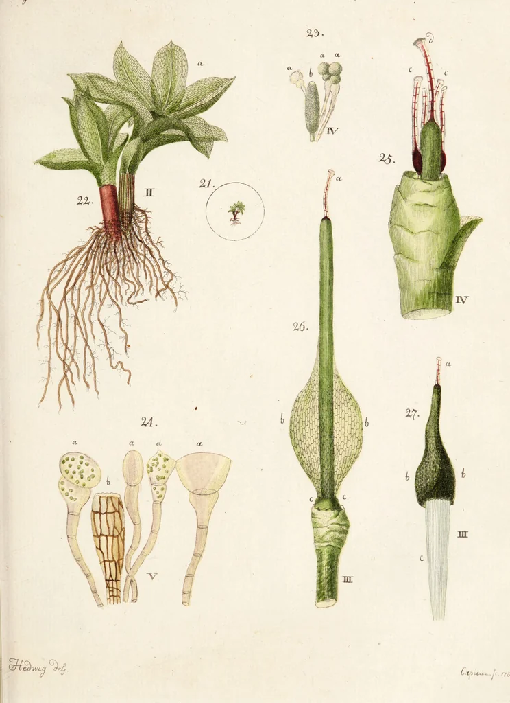 An illustration from Fundamentum historiae naturalis muscorum frondosorum concernens eorum flores, fructus, seminalem propagationem adjecta generum dispositione methodica. Iconibus illustratis / [Johann Hedwig]., 1782, leaf 149