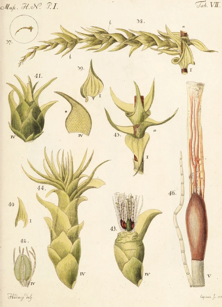 An illustration from Fundamentum historiae naturalis muscorum frondosorum concernens eorum flores, fructus, seminalem propagationem adjecta generum dispositione methodica. Iconibus illustratis / [Johann Hedwig]., 1782, leaf 153