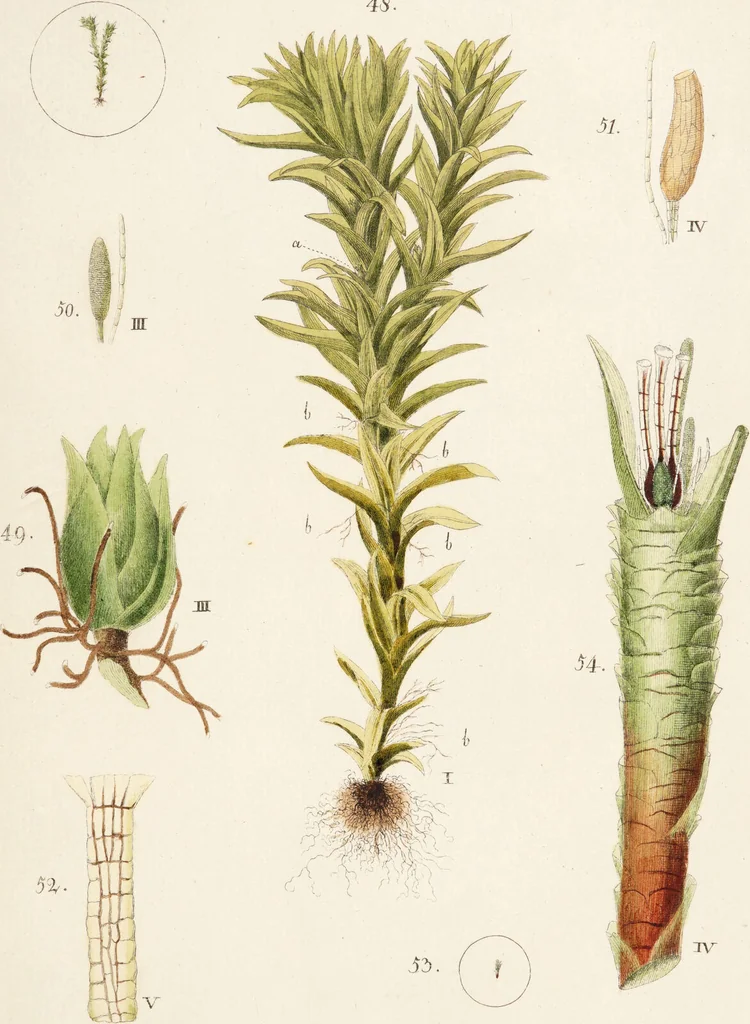 An illustration from Fundamentum historiae naturalis muscorum frondosorum concernens eorum flores, fructus, seminalem propagationem adjecta generum dispositione methodica. Iconibus illustratis / [Johann Hedwig]., 1782, leaf 155
